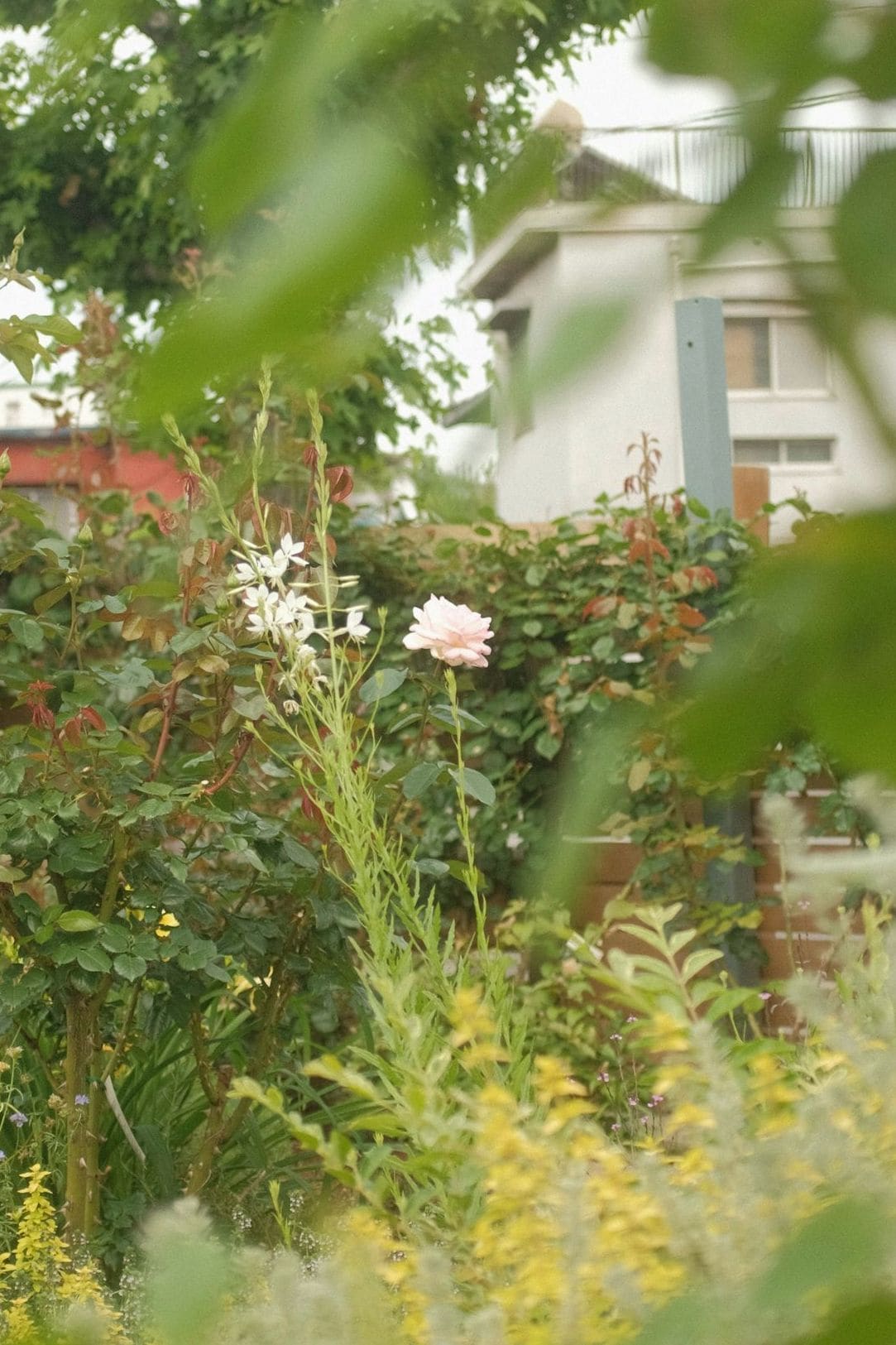 Jardin Harmonie 10