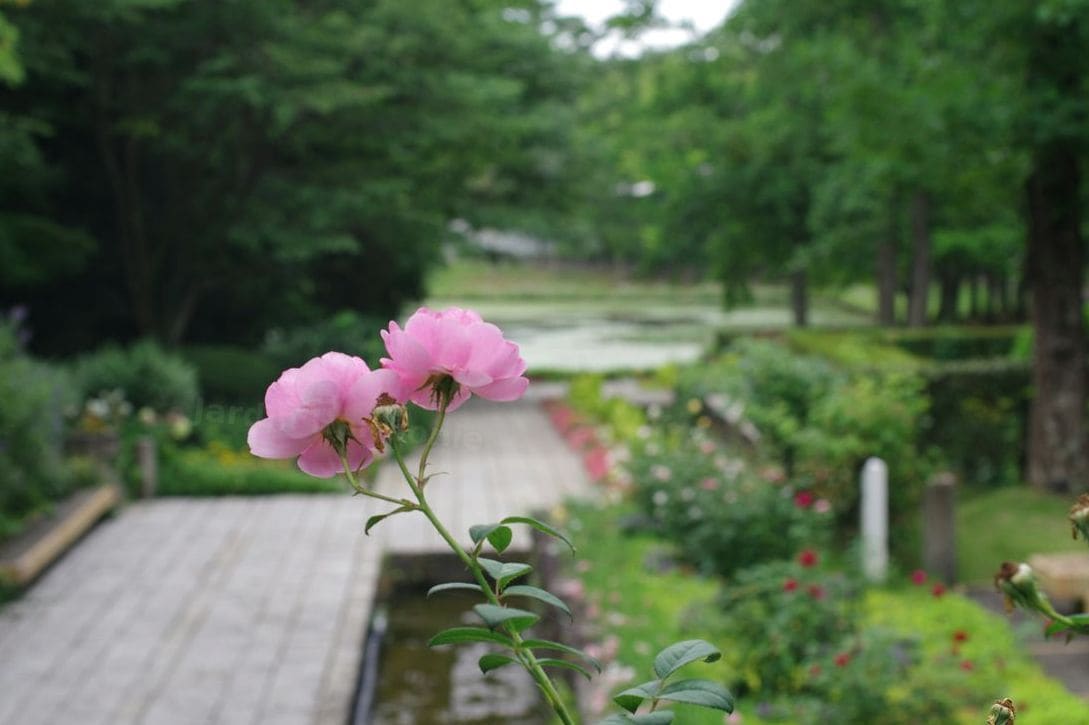 Jardin Harmonie 12