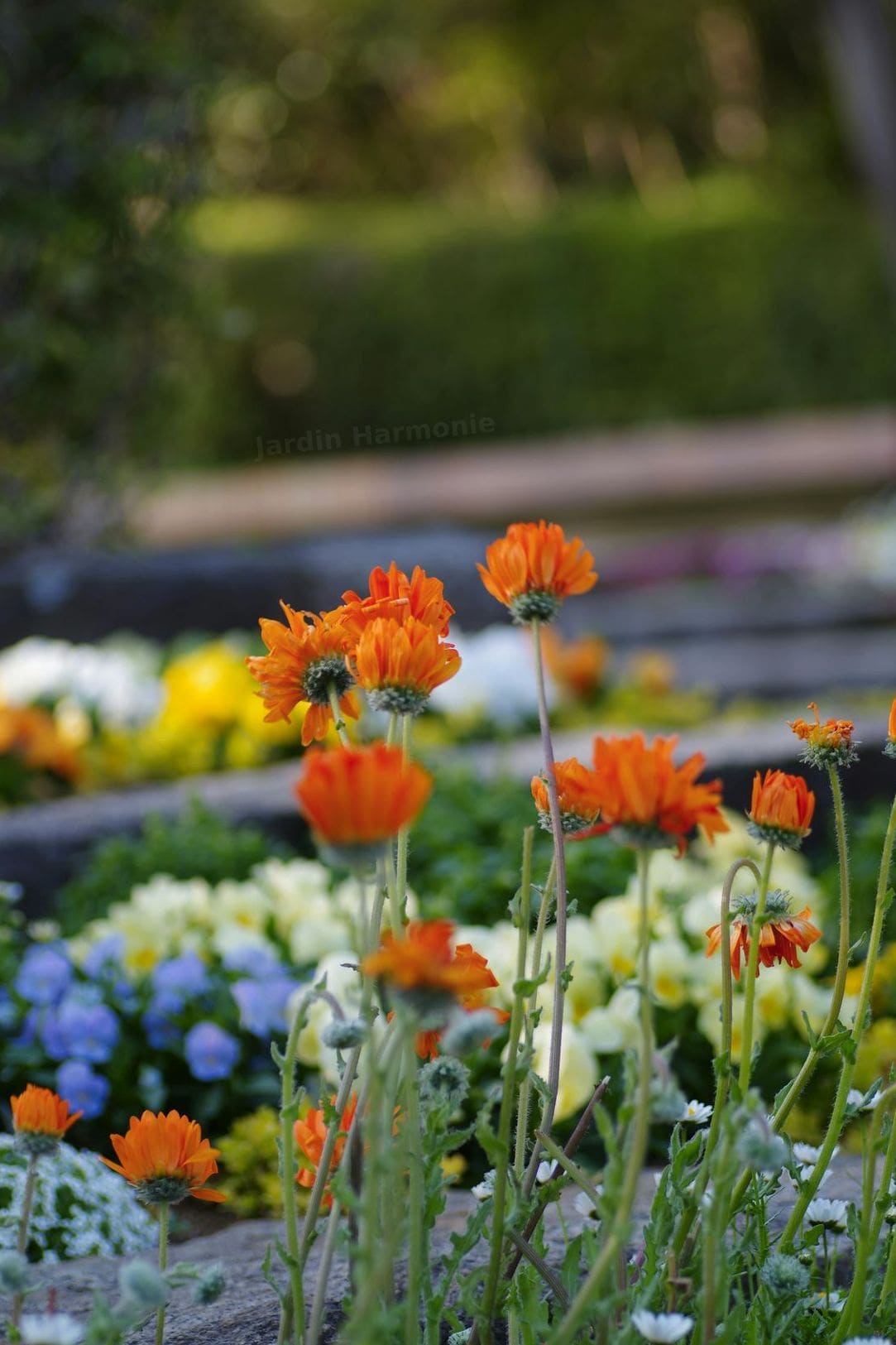Jardin Harmonie 4