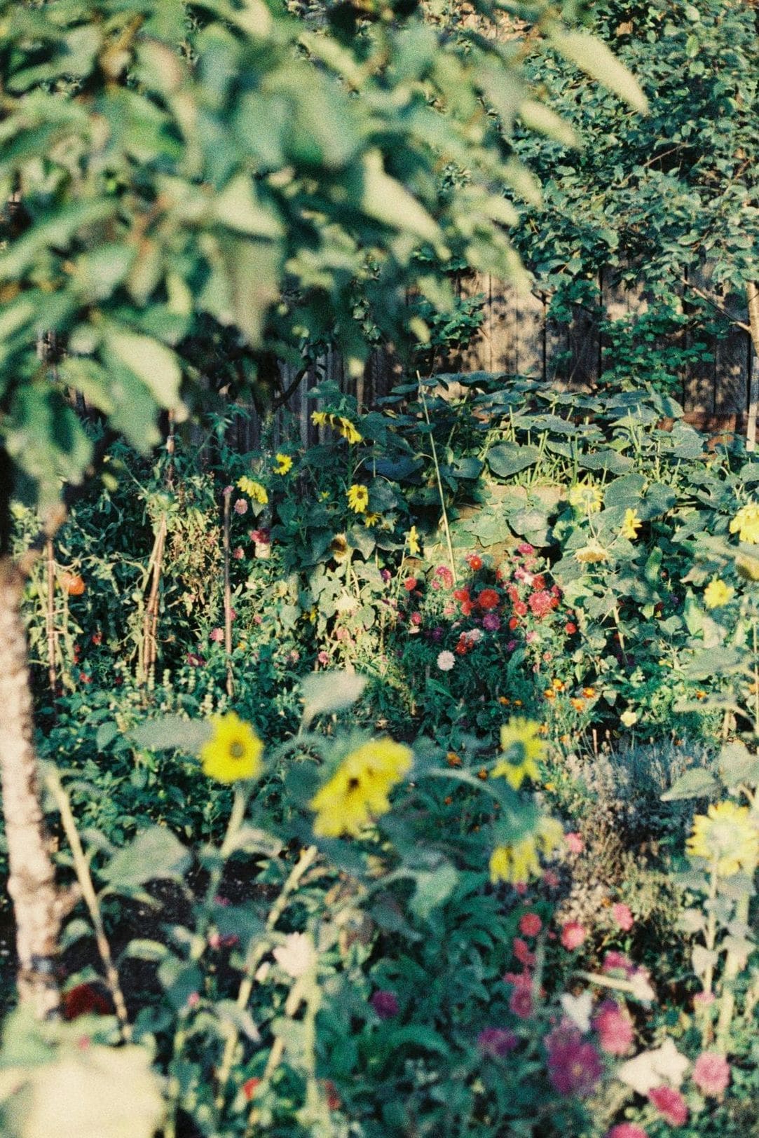 Entretien de jardins